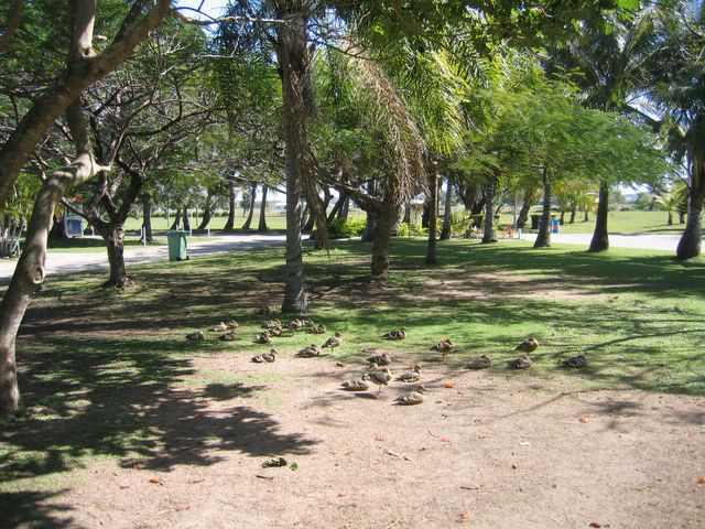 Andergrove Van Park - Mackay: Ducks resting in the midday sun