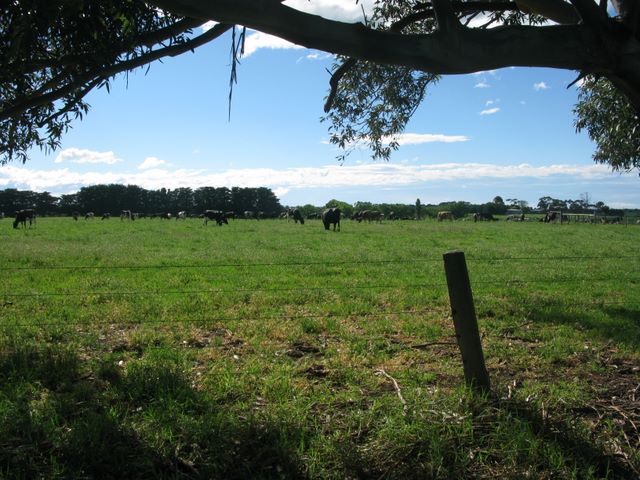 Maffra Golf Course Hole By Hole - Maffra: Cattle graze adjacent to the Golf Course.