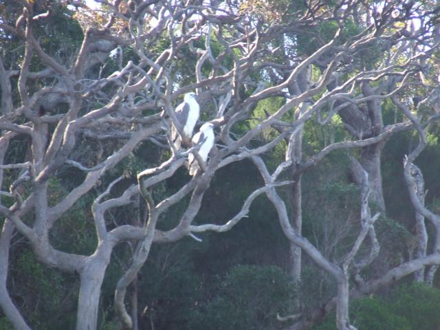 Mallacoota Foreshore Holiday Park - Mallacoota: male and female sea eagles at roost waiting for their lunch