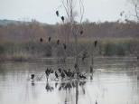 Mannum Riverside Caravan Park - Mannum: some birds in duck pond