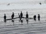 Mannum Riverside Caravan Park - Mannum: Some birds in row