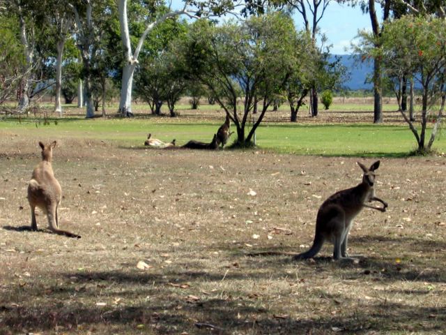 Mareeba Golf Course - Mareeba: Kangaroos grazing on the course