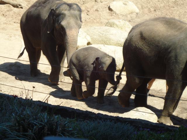 Melbourne BIG4 Holiday Park - Melbourne: Baby elephant Melbourne Zoo