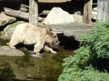 Melbourne BIG4 Holiday Park - Melbourne: Big Teddy at Melbourne Zoo