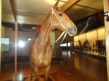 Melbourne BIG4 Holiday Park - Melbourne: The famous race horse Pharlap is now 'stabled' in the Melbourne Museum. Winner of the 1930 Melbourne cup he stands as proud as he did when he was alive. He died in 1932.