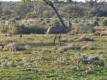 Springs Hills Rest Area - Menindee: ssome emu's close by