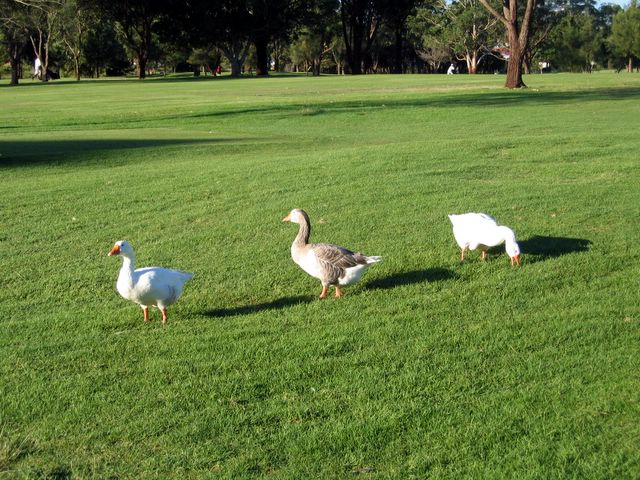 Merewether Golf Course - Adamstown: Friendly geese on the course