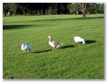 Merewether Golf Course - Adamstown: Friendly geese on the course