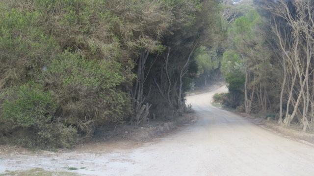 Gillards Beach - Mimosa Rocks National Park: Road in is very narrow and dirt.