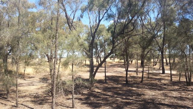 Camerons Reserve - Miram: Plenty of shade for rest and relaxation.