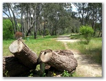 Magorra Caravan Park - Mitta Mitta: Area for tents and camping beside the river