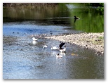 Magorra Caravan Park - Mitta Mitta: Ducks on Mitta Mitta River