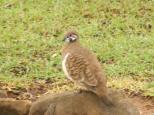 Mt Garnet Travellers Park - Mt Garnet: Squatter pigeon