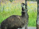 BIG4 Capricorn Palms Holiday Village - Mulambin Beach: This emu visits regularly and likes to wonder arond the park.