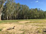 Nevins Beach East - Murray River Reserve: Nice backdrop of trees.