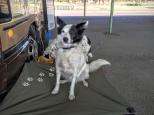 Muswellbrook Showground - Muswellbrook: The Showground is pet friendly but all pets must be kept on a lead.