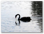Neangar Park Golf Course - Bendigo: Black swan on Lake near Hole 9