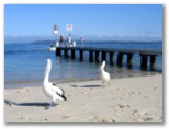 Halifax Holiday Park - Nelson Bay: Pelicans at Nelson Bay