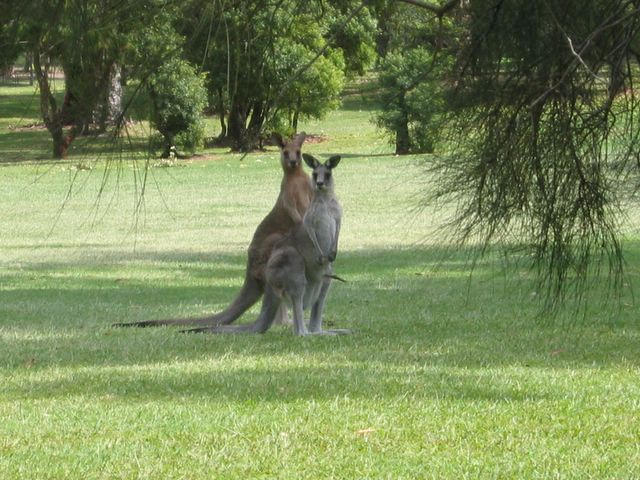 Nelson Bay Golf Course - Nelson Bay: Kangaroos on adjacent fairway - note the leg of a joey protruding from the pouch
