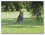 Nelson Bay Golf Course - Nelson Bay: Kangaroos on adjacent fairway - note the leg of a joey protruding from the pouch
