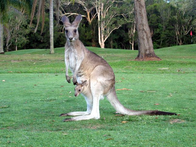Tewantin Noosa Golf Course - Tewantin: Kangaroo and joey beside the fairway
