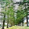 Norfolk Island Caravan Park - Norfolk Island: The air is pure and the Norfolk Island Pines keep the airways clear.