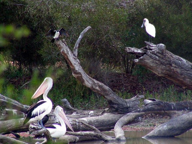 Numurkah Caravan Park - Numurkah: Pelicans - - photo by Terry Harbor