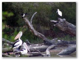 Numurkah Caravan Park - Numurkah: Pelicans - - photo by Terry Harbor