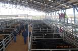 Gum Bend Lake - Ootha: Went to the livestock sales massive complex,very interesting and efficient although hard to understand exactly what was being said so we didn't buy any,my wife and I could'nt agree on a colour or type anyway.