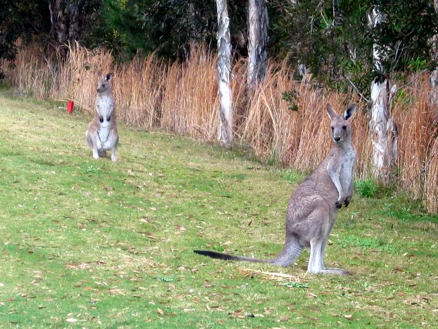 Pacific Dunes Golf Course - Medowie: Kangaroos near the perimeter of the fairway - gives a new meaning to ?out of bounds?