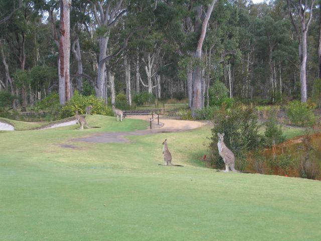 Pacific Dunes Golf Course - Medowie: Kangaroos near green on Hole 16