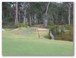 Pacific Dunes Golf Course - Medowie: Kangaroos near green on Hole 16