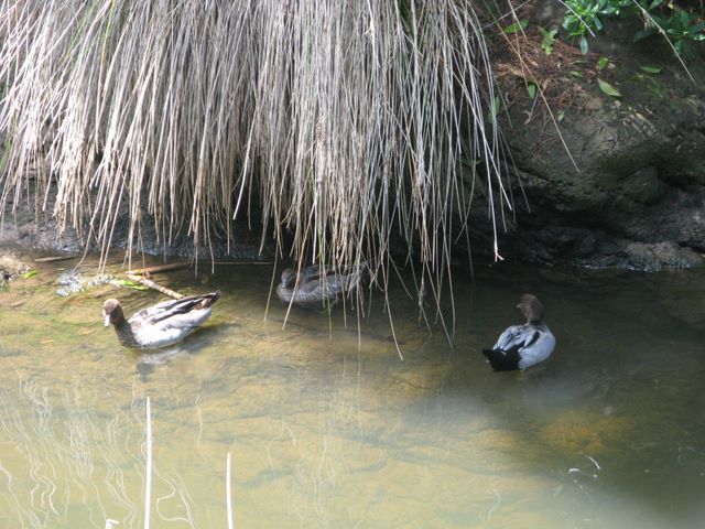  Point Leo Foreshore Reserve - Point Leo: Ducks in the creek.