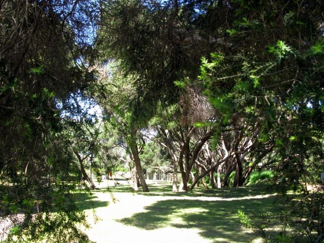 Queenscliff Tourist Parks Royal Park - Point Lonsdale: Shady areas for camping