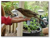 Porongurup Range Tourist Park - Porongurup: A friendly Wattle Bird enjoying a feed.