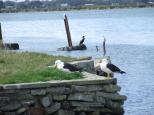 Port Albert Parking Area - Port Albert: pacific gulls