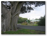 Southcombe by the Sea Caravan Park - Port Fairy: Magnificent trees within the park