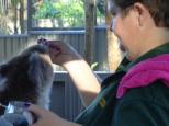 Flynns Beach Caravan Park - Port Macquarie: Koala in hospital