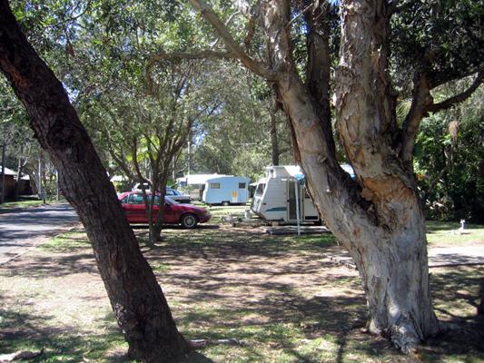 Lighthouse Beach Holiday Village - Port Macquarie: Shady powered sites for caravans