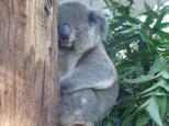 Lighthouse Beach Holiday Village - Port Macquarie: koala in hospital with conjuctivitis