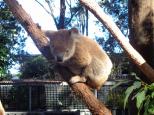 Lighthouse Beach Holiday Village - Port Macquarie: Koala being rehabilitated at the hospital