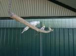 Melaleuca Caravan Park - Port Macquarie: even the birds are happy here