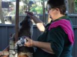 Melaleuca Caravan Park - Port Macquarie: dedicated volunteers caring for the koalas at the hospital