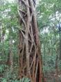 Melaleuca Caravan Park - Port Macquarie: Strangler fig tree at Sea acres walk
