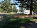 Sundowner Breakwall Tourist Park - Port Macquarie: Norfolk island pined throughout the park