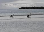 Port Neill Caravan Park - Port Neill: safe to paddle in the water.
