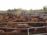 Indee Station Farmstay - Pt Hedland: Cattle in yard