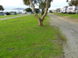 Port Lincoln Tourist Park - Port Lincoln: Grassed powered sites