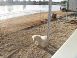 Port Wakefield Caravan Park - Port Wakefield: Pet friendly park.  The owners have two little ones too.