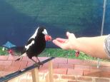 Quinninup Eco Tourist Park - Quinninup: feeding the magpies at quinninup eco park. they are very friendly.